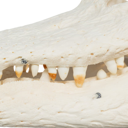 Real American Alligator Skull (15)