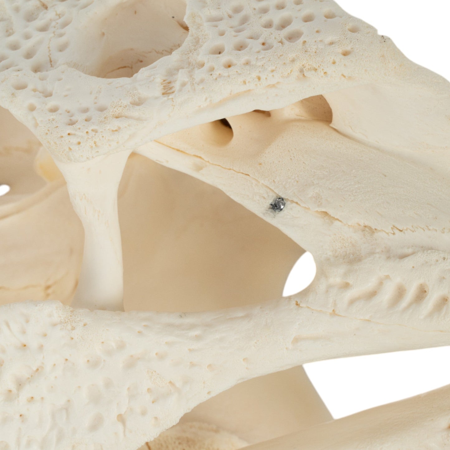 Real American Alligator Skull (15)