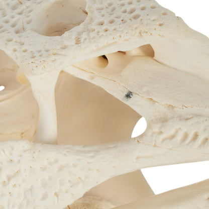 Real American Alligator Skull (15)