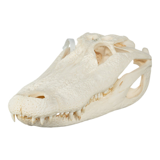 Real American Alligator Skull (14.6)