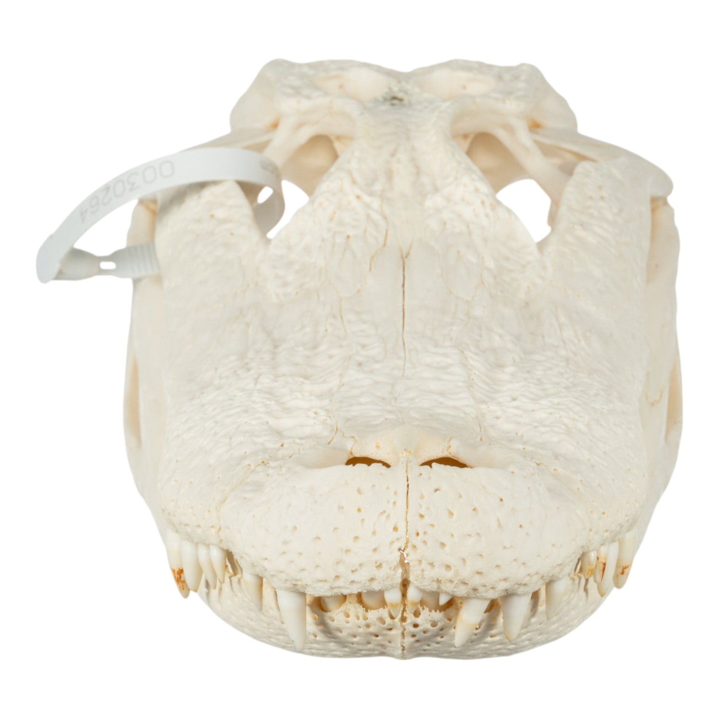 Real American Alligator Skull (14.6)