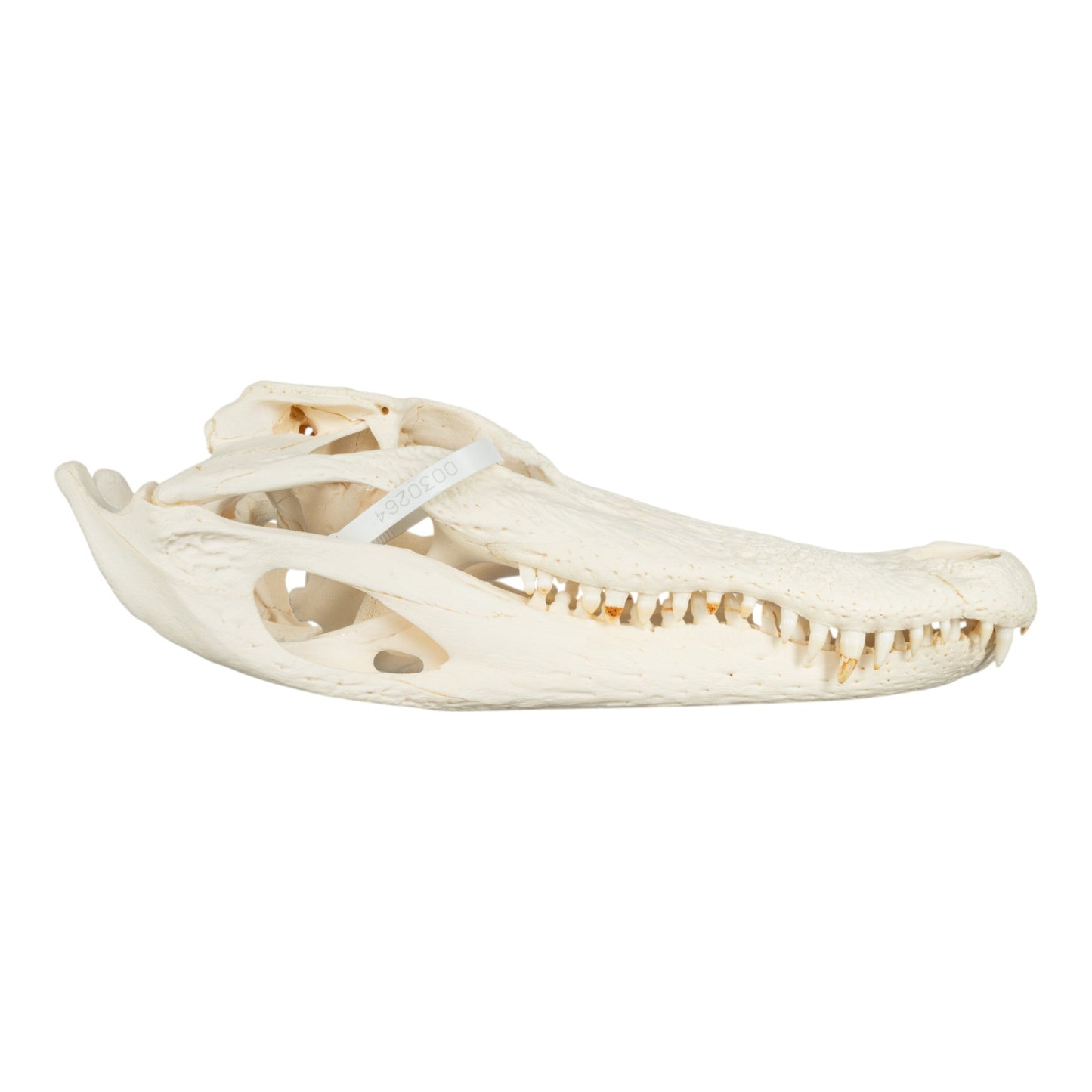Real American Alligator Skull (14.6)