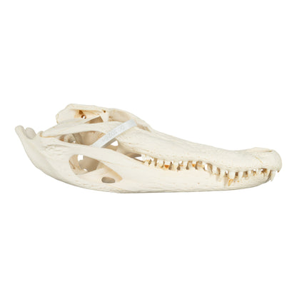 Real American Alligator Skull (14.6)
