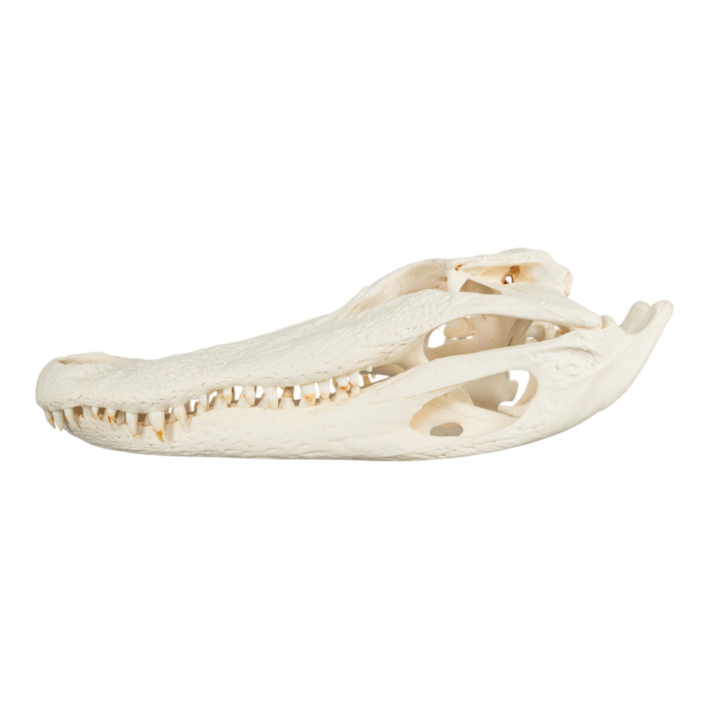 Real American Alligator Skull (14.6)