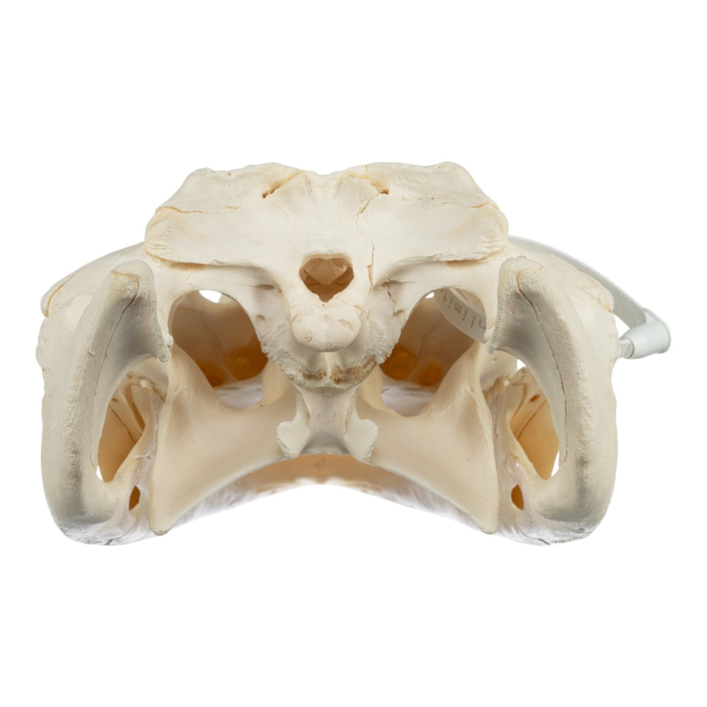 Real American Alligator Skull (14.6)