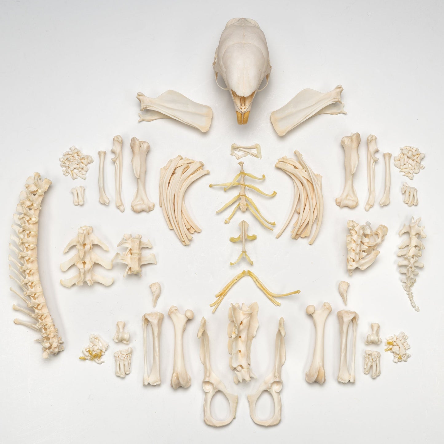 Real African Crested Porcupine Skeleton - Disarticulated