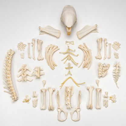 Real African Crested Porcupine Skeleton - Disarticulated