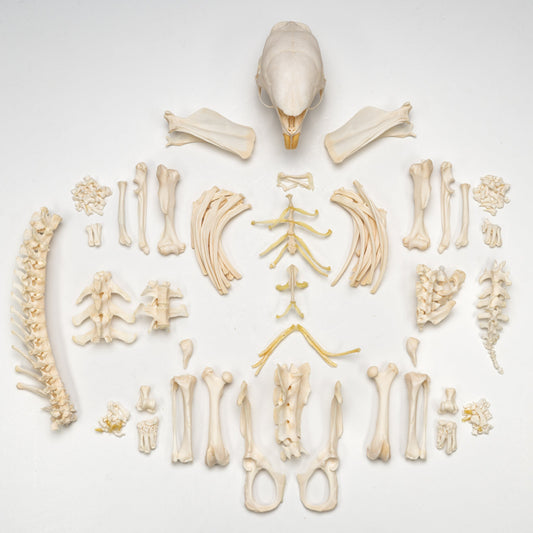 Real African Crested Porcupine Skeleton - Disarticulated
