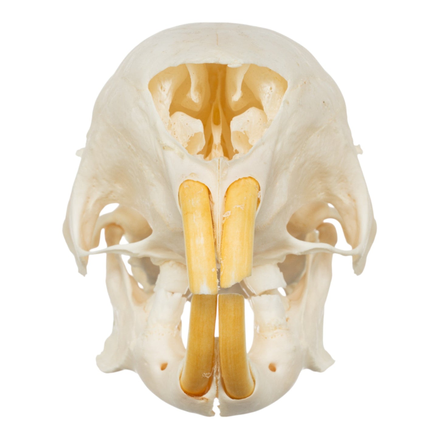 Real African Crested Porcupine Skeleton - Disarticulated