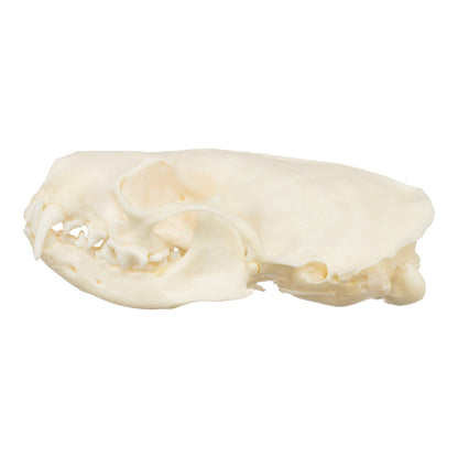 Real American Mink Skull