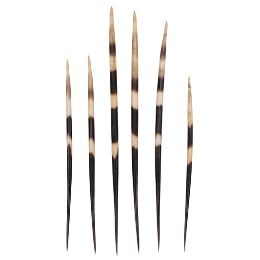 Real African Crested Porcupine Quill - Large (7.0-10.4) - Single