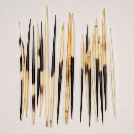 Real African Crested Porcupine Quill - Medium (4.5-7) - Single