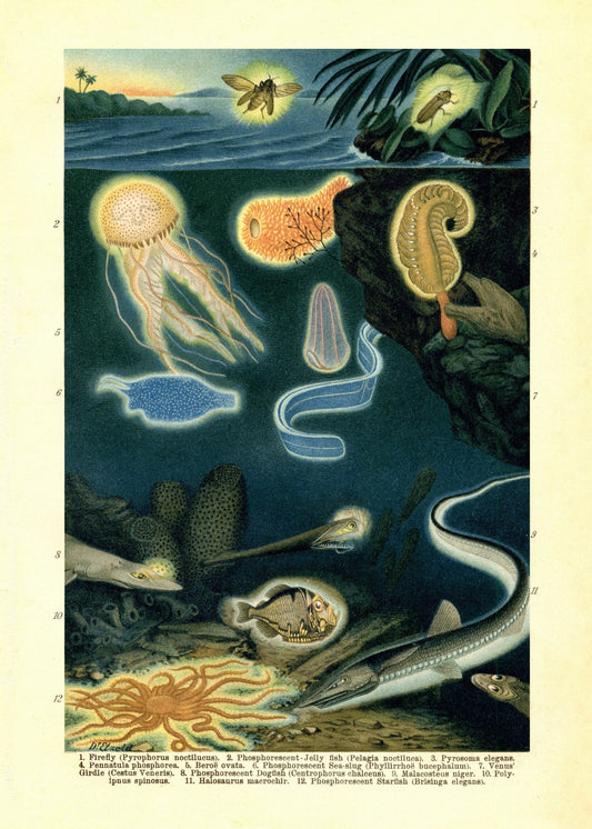 Phosphorescent Animals Print