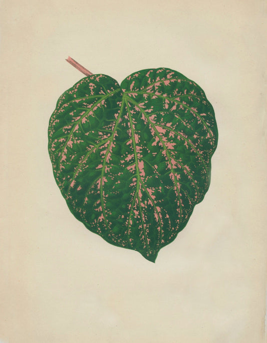 Piper porphyrophyllum (Cissus Porphyrophyllus) Print