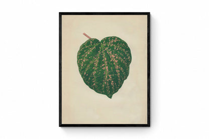 Piper porphyrophyllum (Cissus Porphyrophyllus) Print