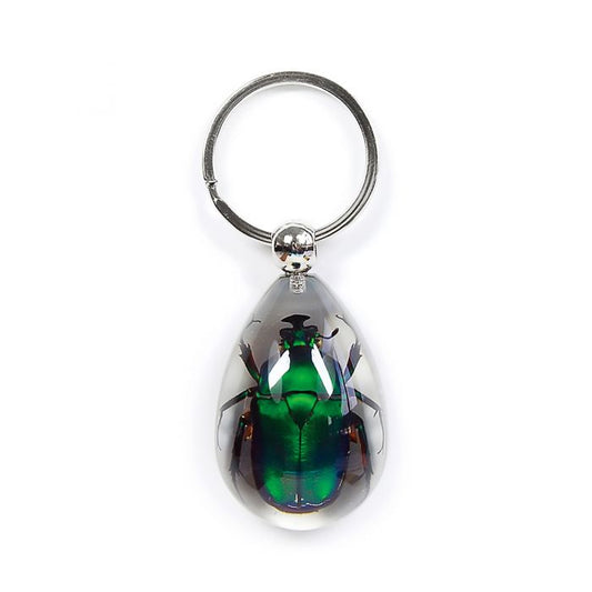 Real Acrylic Chafer Beetle Keychain - Teardrop